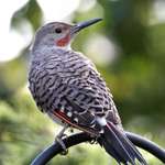 Northern Flicker in August