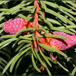 Norway Spruce Tree Flower Structures
