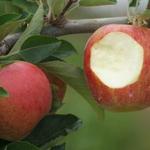 Now This Apple Is Fresh