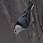 Nuthatch Closeup