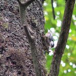 Nuthatch
