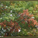 Oak leaves