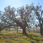 Oaks at the Battle Field