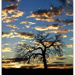 Oak Tree