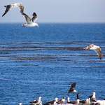 Flight of the Seagull