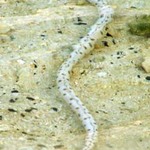 Sea Eel