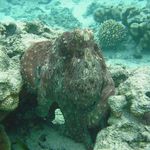 octapuss 1
