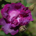 Old Rose