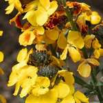 Old Fashioned Wallflowers
