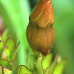 Oleander bud
