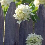 On The Fence