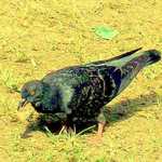 One Dove