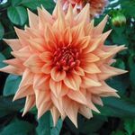 orange flower