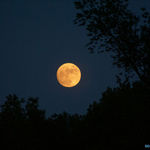 Orange "Harvest" Moon