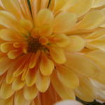 orange mum