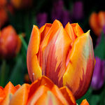 Orange Tulip II