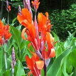 Orange flowers