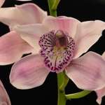 Orchid