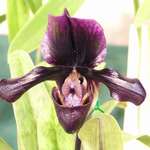 Orchid 2