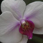Orchid