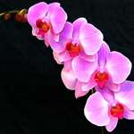Phalaenopsis