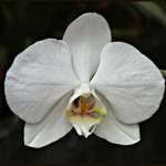 Orchid