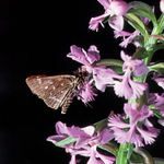 Orchid with Moth