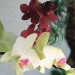 orchids