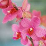 pink orchids