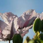 original clematis