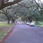 Avenue of Oaks City Park Style