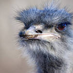 Ostrich up close
