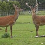 Our deer