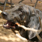 Our Dog Cricket