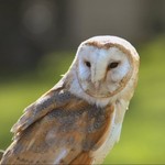 Barn Owl on Fence