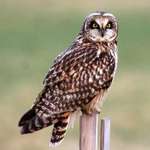 owl