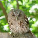 Baby Screech Owl