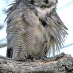 Great Horned Owl, Preening (in the wild)