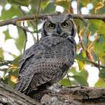Great Horned Owl with last rays of Sun