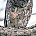 Great Horned Owl's foot (while preening)