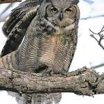 Great Horned Owl (wild) stretching at Sundown