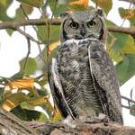 Wild Owl - Wings forward