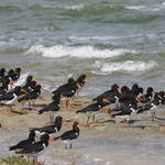 Oyster Catchers