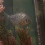 baby pacu