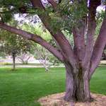 Japanese Pagodatree