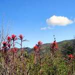 Indian paintbrush