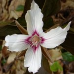 Painted Trillium 4 petal