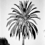 palm tree