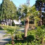 palms #2, Canada/our area