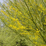 Palo Verde in bloom